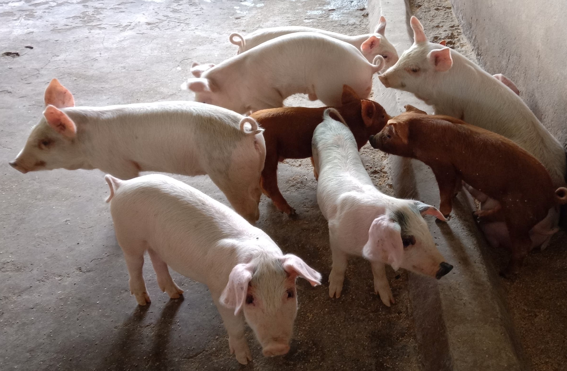 piglets1